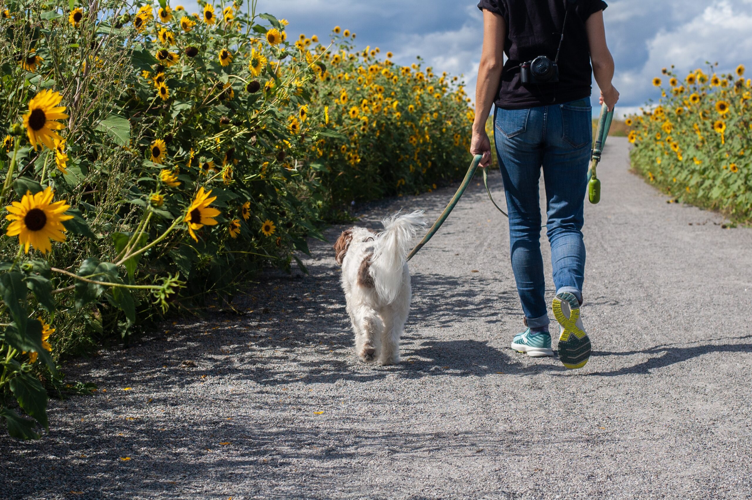 dog walking services in Langley